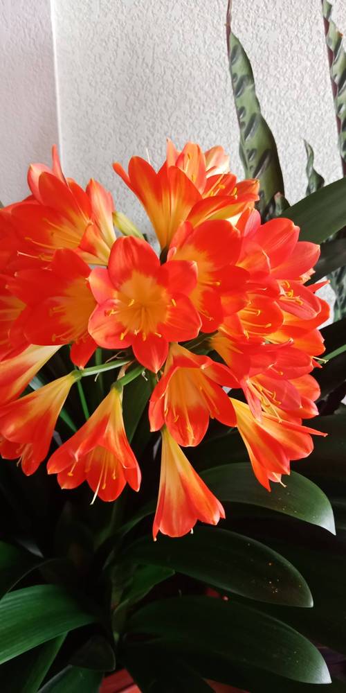君子兰开花时间预测（解答君子兰何时开花的问题）