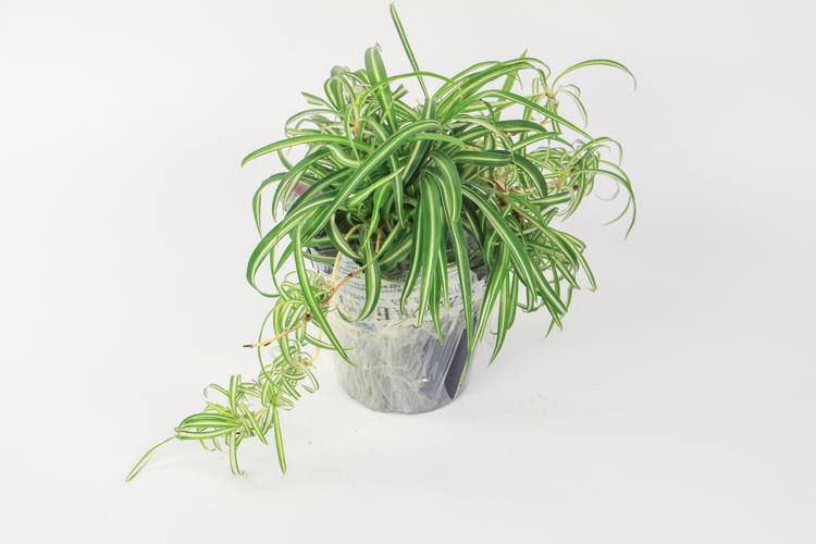 吊兰的养殖技巧与方法（介绍吊兰植物的养殖技巧和方法）