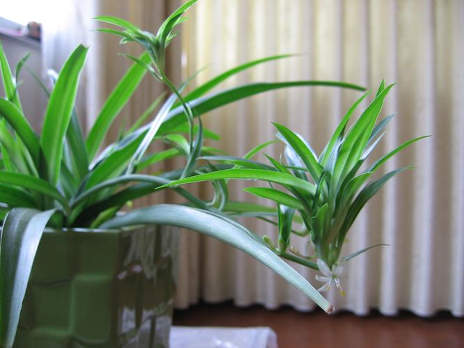 吊兰是否有毒（解答吊兰植物是否具有毒性）