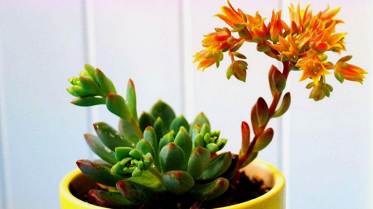 多肉植物开花后如何处理（多肉植物开花后的处理方法）