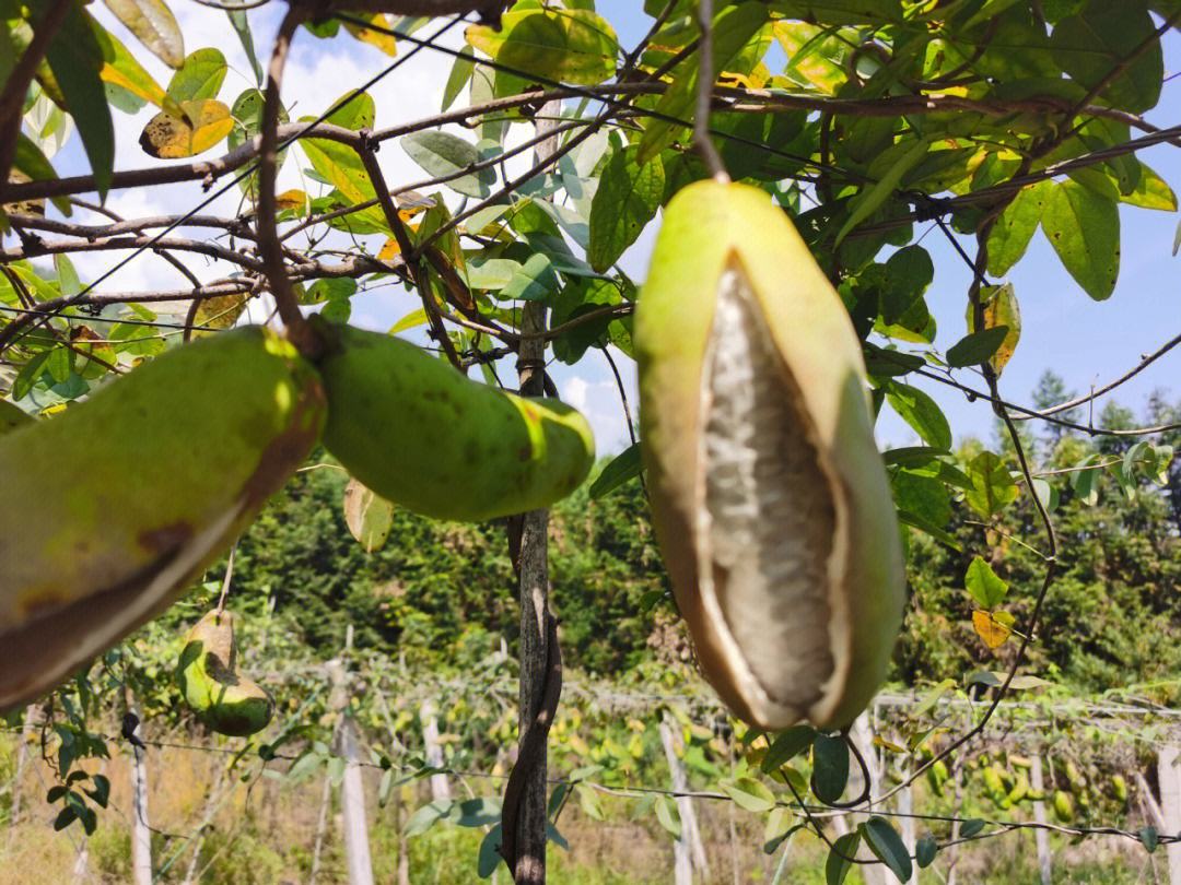 八月瓜种植技术和管理（分享八月瓜的种植技巧和管理方法）