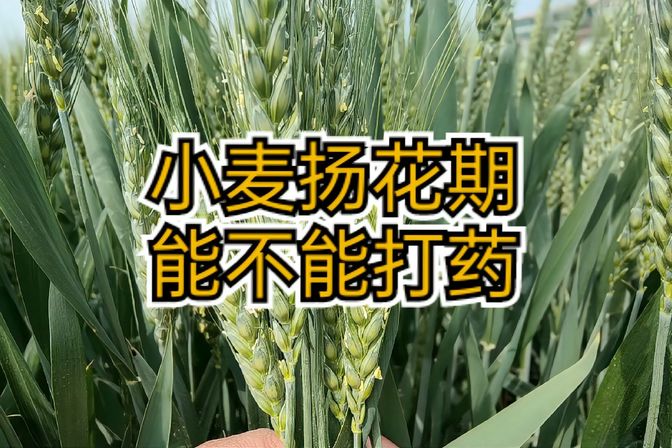 小麦扬花期能打农药吗（探讨小麦扬花期的农药处理问题）