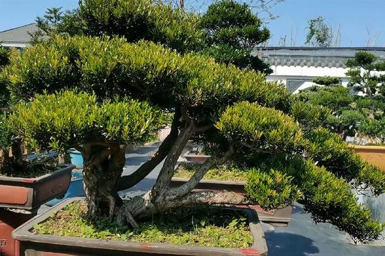 小叶紫檀盆景养护秘籍（分享小叶紫檀盆景的养护方法和技巧）