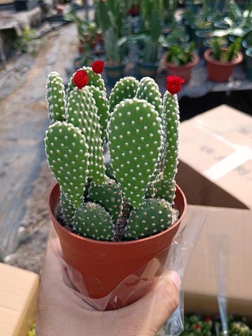 家庭适合养什么植物（推荐适合家庭养护的植物品种）