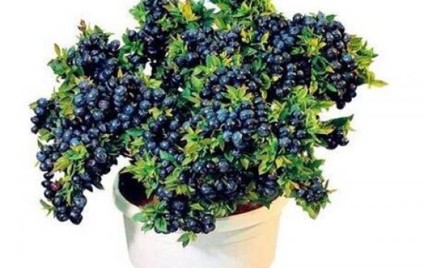 家庭蓝莓盆栽技巧（分享家庭盆栽蓝莓的种植技巧）