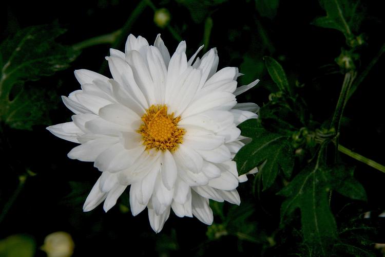 白菊花的花语解读（解释白菊花所传达的花语含义）