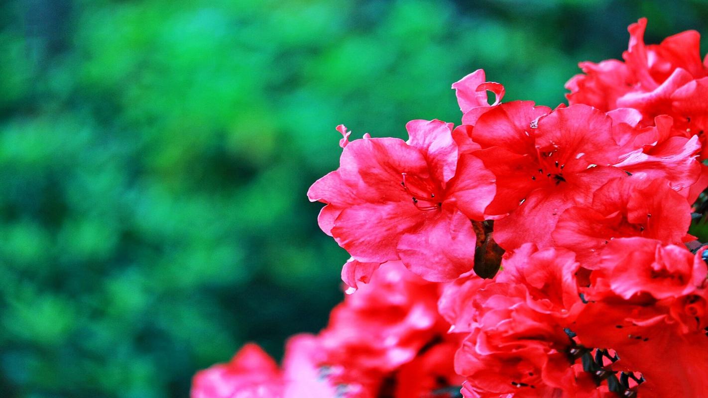 映山红与杜鹃花是同一种花吗（解答映山红和杜鹃花是否同属一种花）