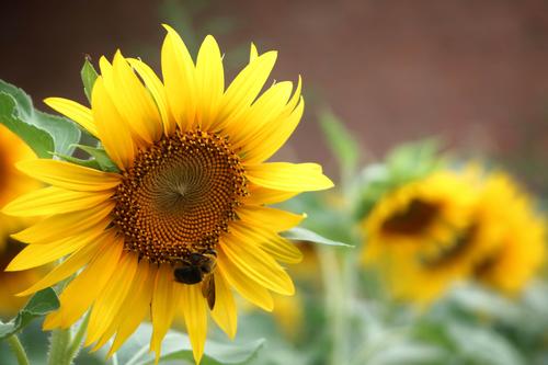 太阳花与向日葵的关系（解答太阳花是不是指向日葵植物）
