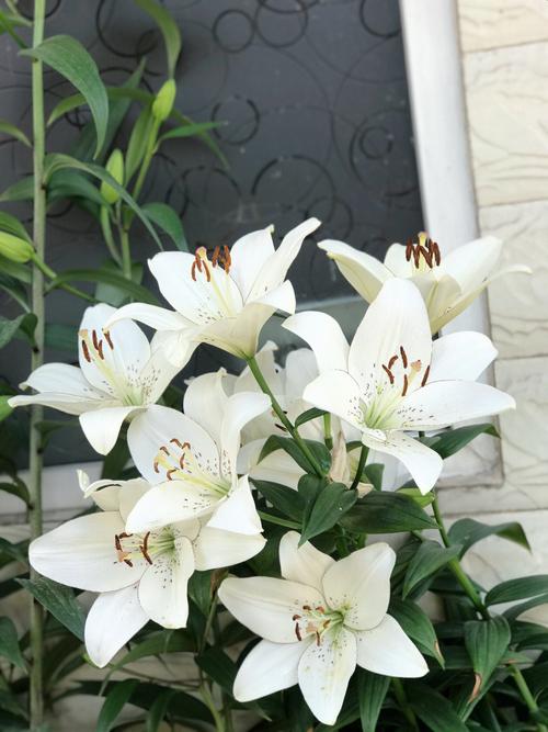 花园里有什么花（介绍花园里的常见花卉）