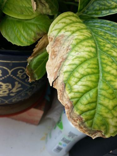 花叶边缘焦枯原因（解释花叶边缘焦枯的可能原因）