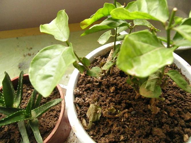 茉莉花叶子干枯处理（解决茉莉花叶子皱皱巴巴的问题）