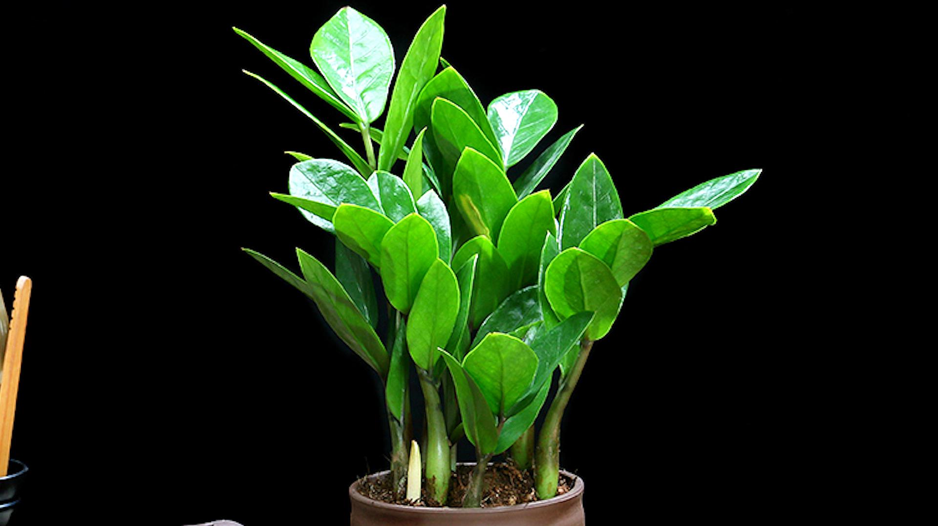 客厅风水植物Top10（适合客厅布置的十种风水植物）