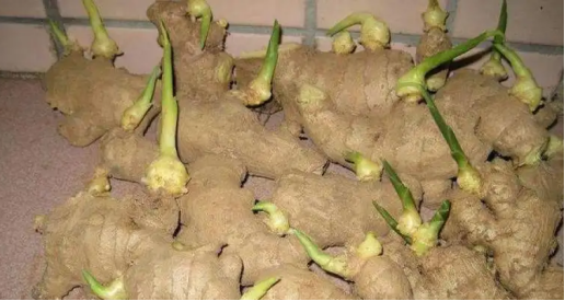 姜发芽了还能吃吗（姜发芽后的食用安全性问题）