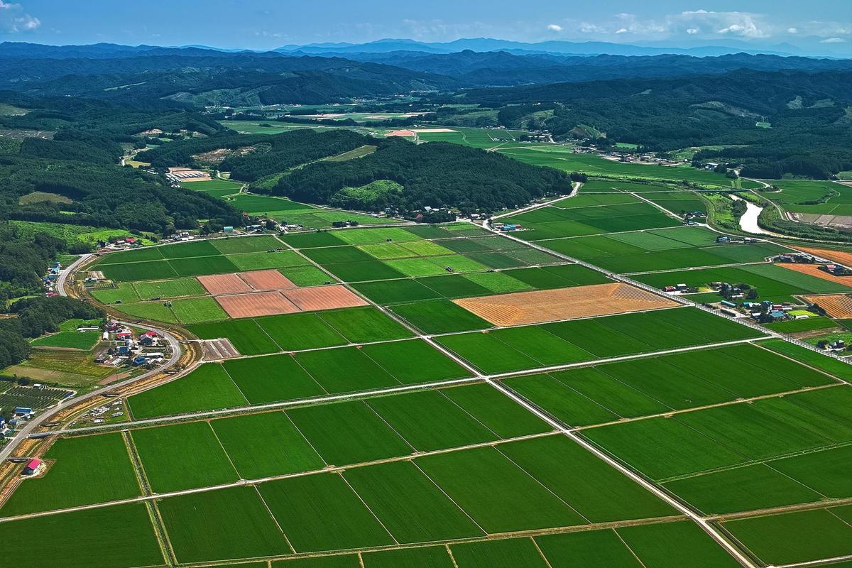 基本农田适合种植什么（介绍基本农田适合种植的农作物）