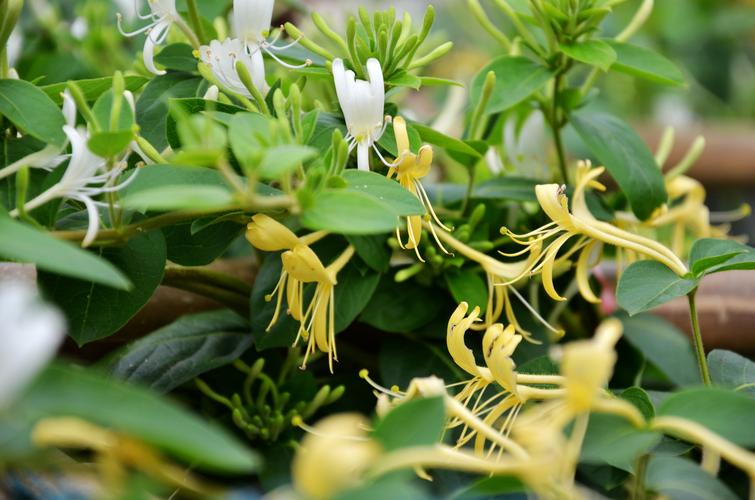 金银花喜阴还是喜阳（了解金银花对阳光要求）