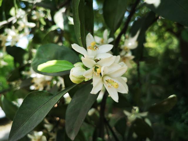 桔子树开花季节（解答桔子树一般在哪个月份开花）