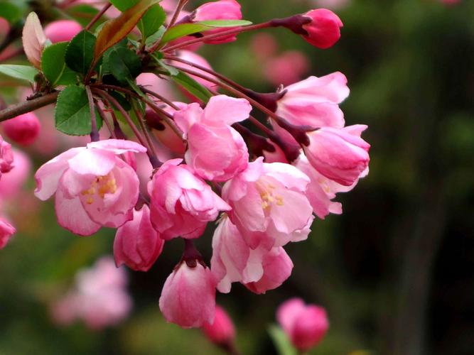 垂丝海棠何时盛开花朵（垂丝海棠的花期一般在何时）