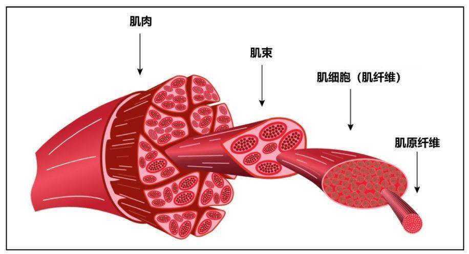 骨骼肌与肌肉的区别（探讨骨骼肌和肌肉的不同之处）