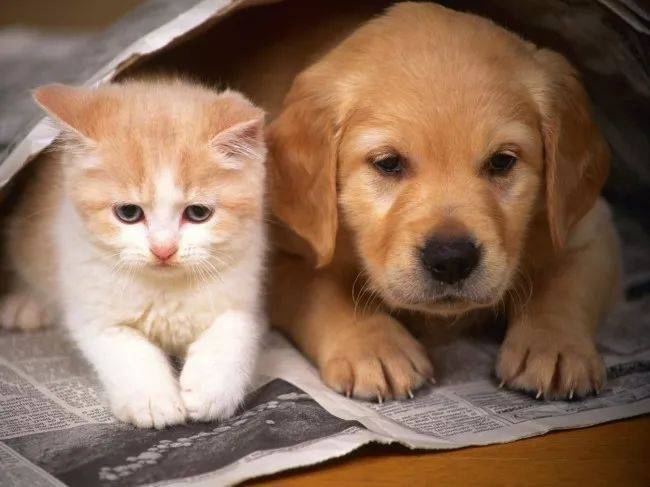 猫狗可以一起养吗（探讨猫和狗是否适合一起养）
