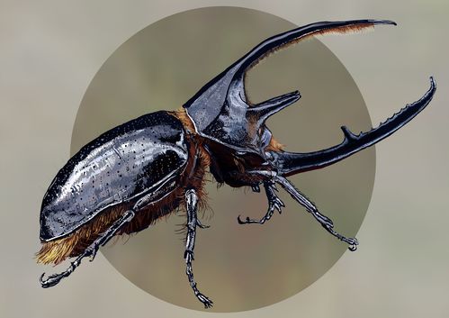 独角仙的特点和习性（介绍独角仙昆虫的特征和生物习性）