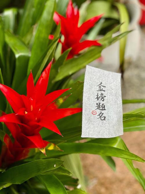 金榜题名生肖（祝贺金榜题名的对应生肖）