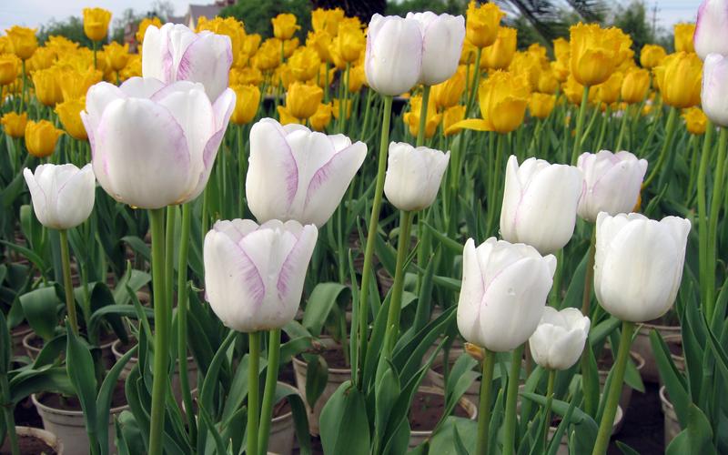 郁金香的花语是什么（揭示郁金香花的象征含义）