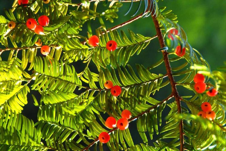 红豆杉属于裸子植物吗（红豆杉是裸子植物吗）