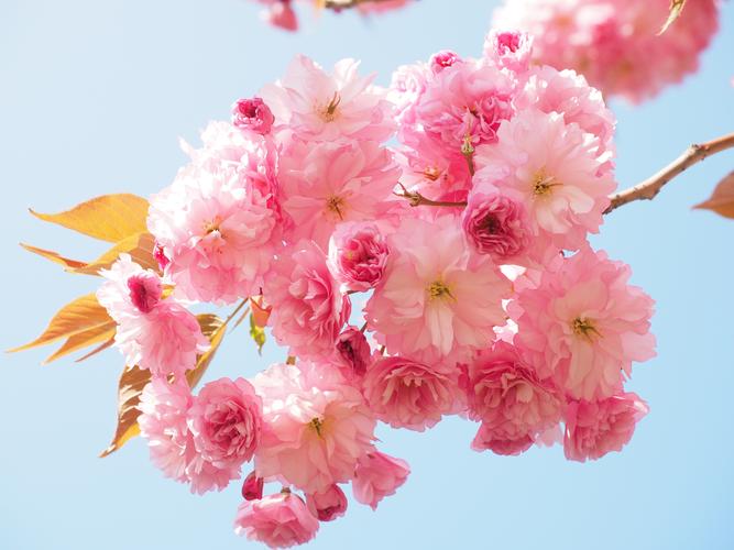 樱花的色彩及寓意（揭示樱花的颜色及象征意义）