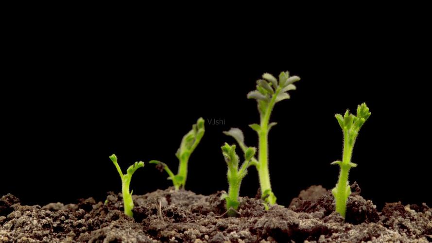 植物生长调节剂解析（了解植物生长调节剂的作用）
