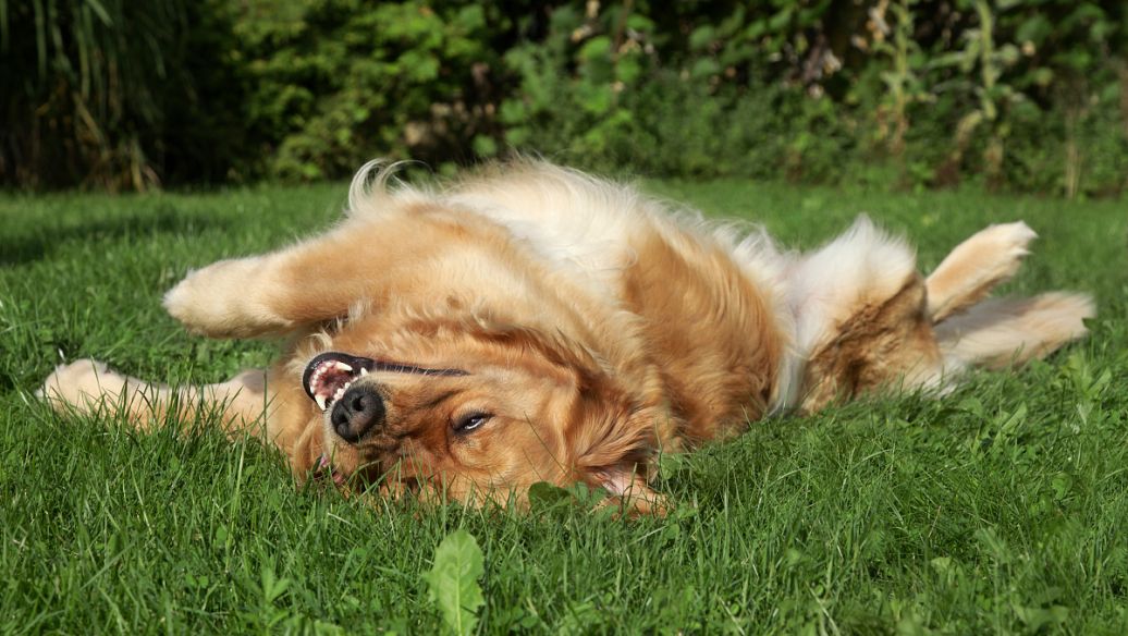 犬瘟热的治疗方法（治疗犬瘟热的有效方法）