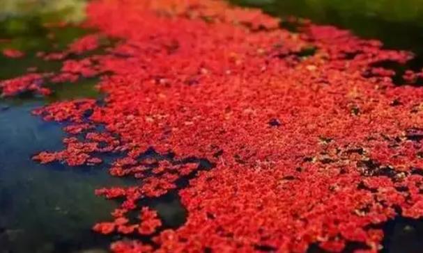 满江红植物的习性介绍 (了解满江红植物的特点)