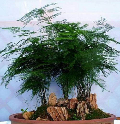 文竹的种植土配方 (文竹合适的培养基材料)