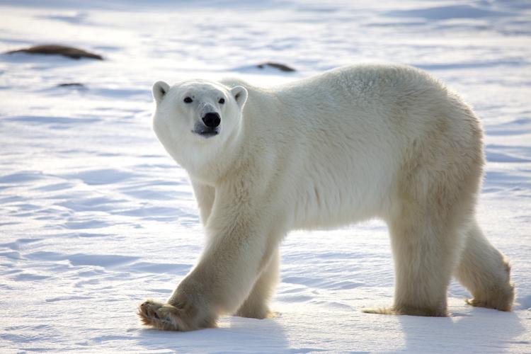 北极熊是什么颜色（揭示北极熊的常见毛色特征）