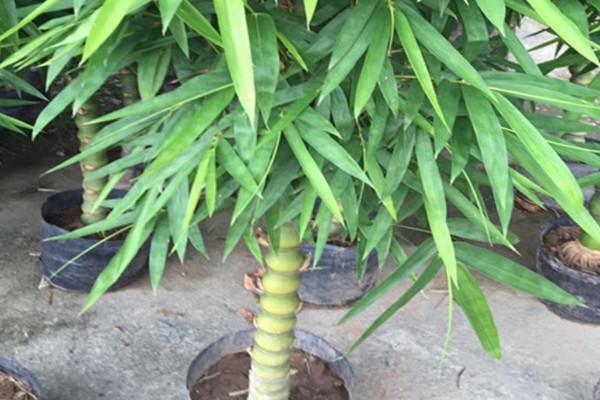 佛肚竹风水禁忌（揭示佛肚竹在风水中的相关忌讳）