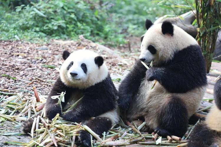熊猫的喜好和行为特点（探寻熊猫的兴趣和典型行为）