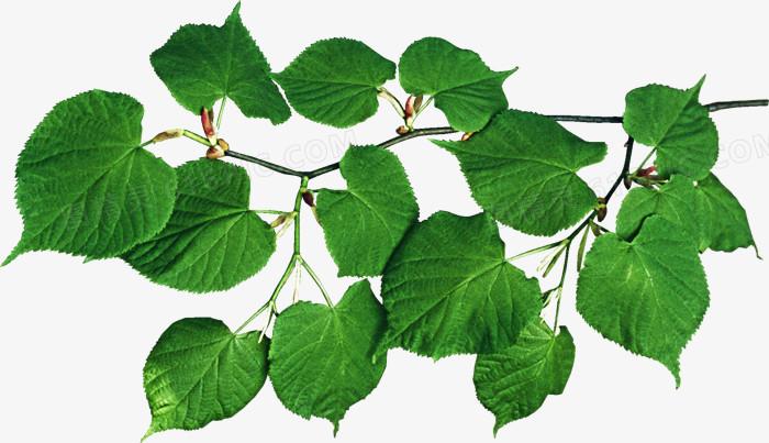 叶子发黄缺什么肥料（解释植物叶子发黄的肥料缺乏原因）