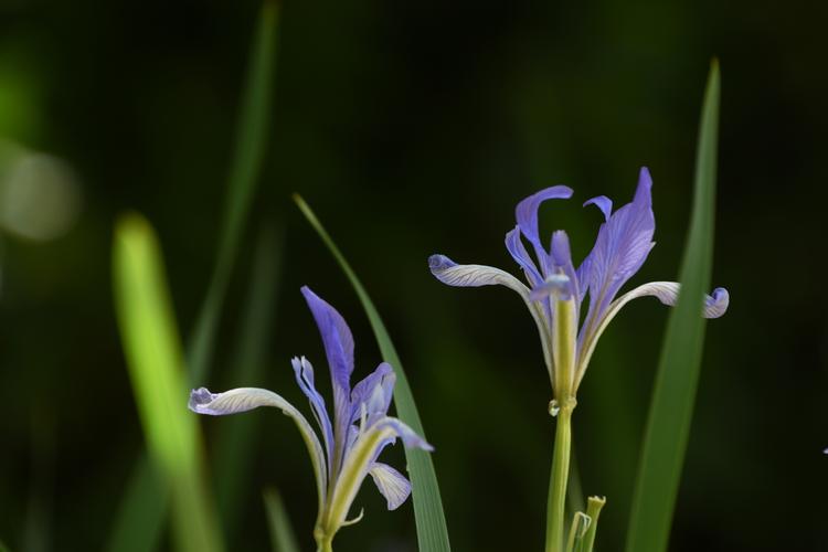 马兰花的花语和象征（揭示马兰花的花语及其象征意义）
