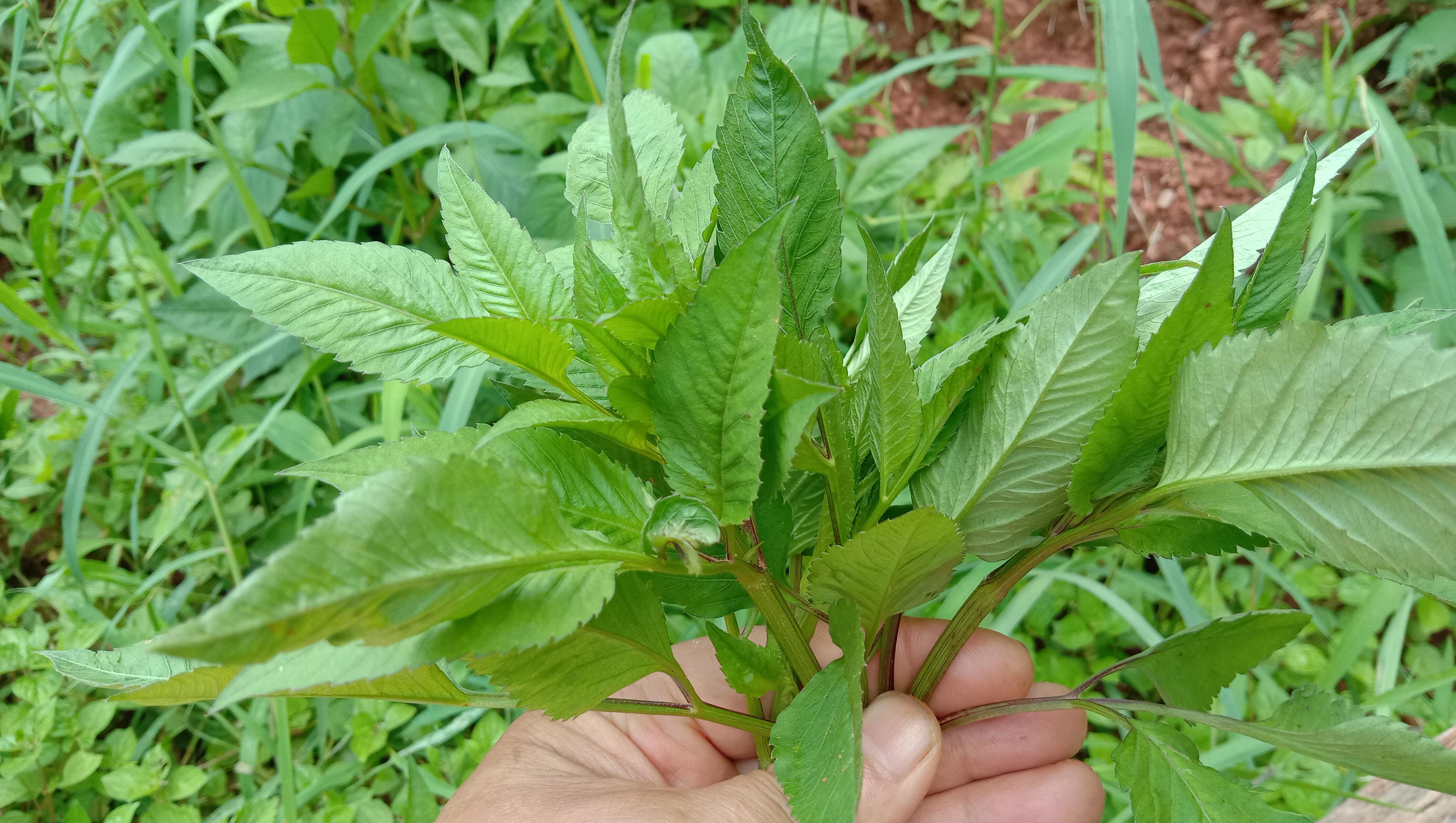 鬼针草泡水喝的危害（揭示鬼针草泡水喝可能存在的危害）