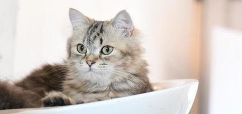 猫毛球症状详解（了解猫毛球症的症状表现）