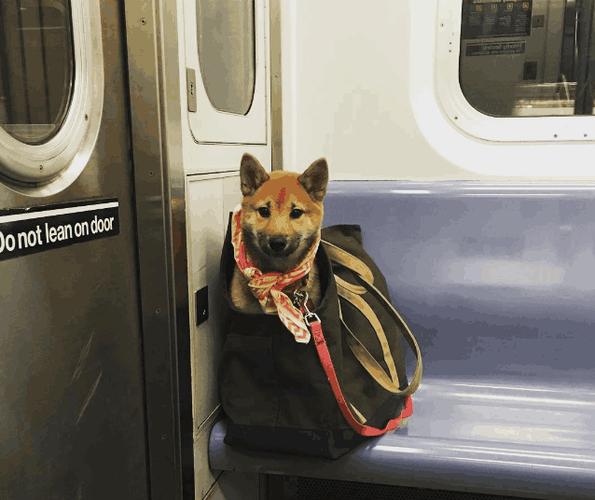 地铁是否接受宠物乘坐（了解地铁公司对宠物乘坐的规定）