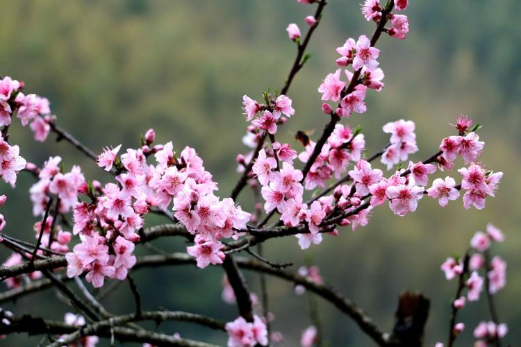 桃花的花语寓意（揭示桃花在花语中的含义和象征）