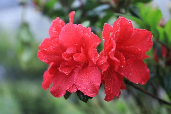 杜鹃花开放季节（杜鹃花植株的开花季节）