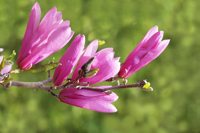 木兰花语与意义揭秘 (木兰花的花语和寓意是什么)