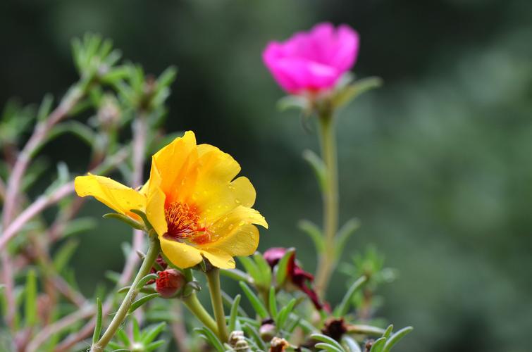 太阳花的开花时间（了解太阳花开放的季节时期）