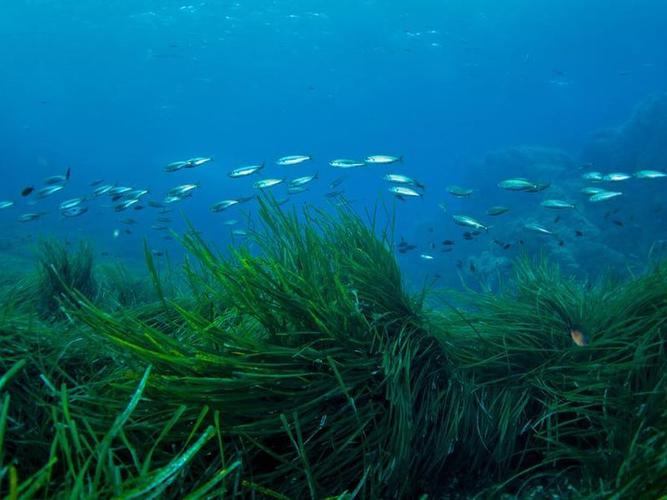 海底植物的种类和特点 (海底植物有哪些)