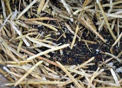 油菜壳可以做肥料吗（能否将油菜壳用作肥料）