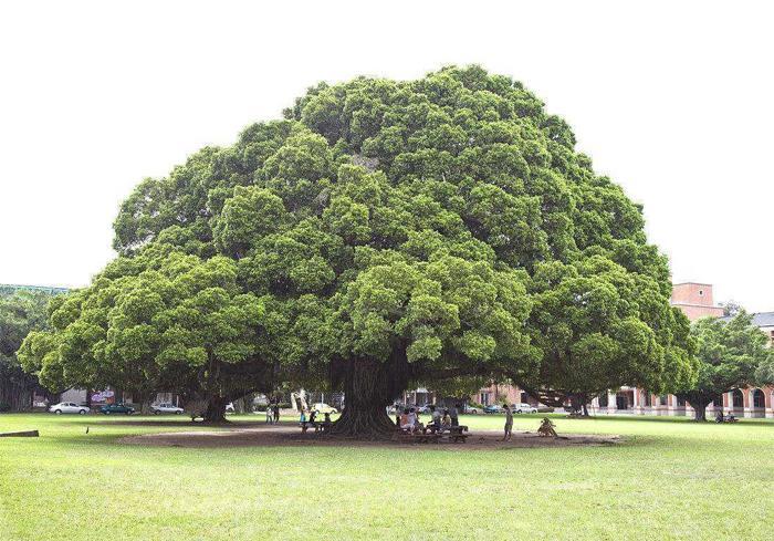 榕树的特点和特征（介绍榕树的外部特点和内在特征）