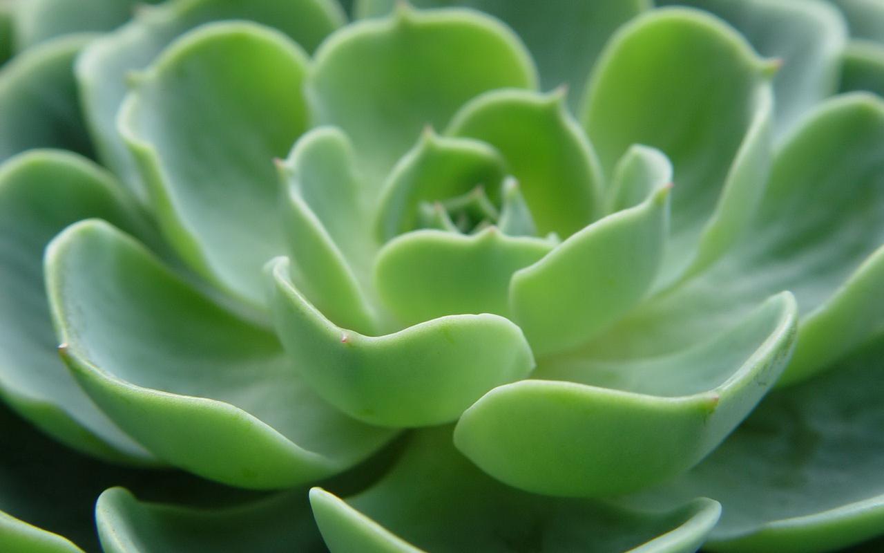 植物分类一览（概览常见植物的分类及类别名称）