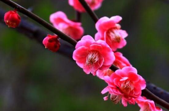 梅花的风水禁忌（揭示梅花在风水学中需遵守的禁忌）