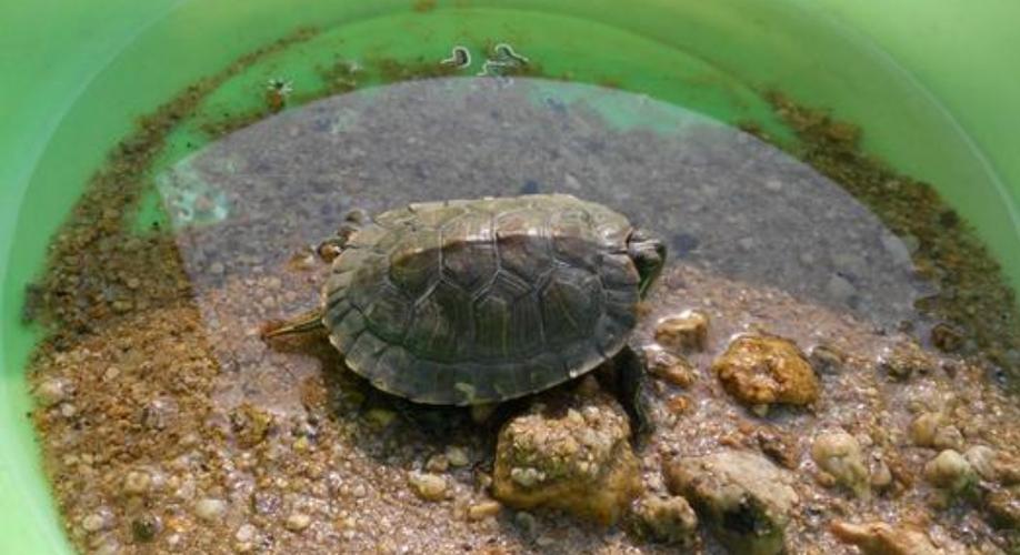 养乌龟合适的水量是多少（养乌龟时适合放多少水合适）
